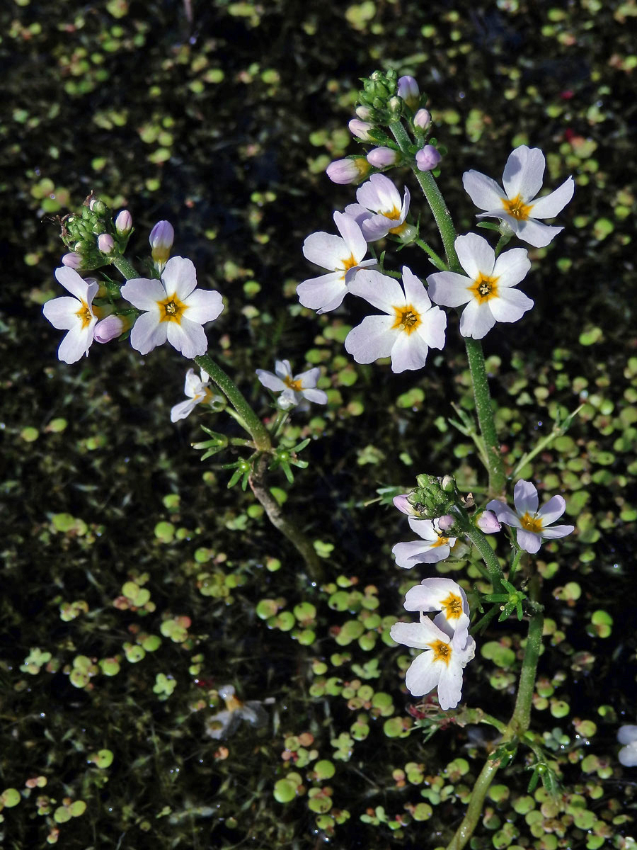 Žebratka bahenní (Hottonia palustris L.)