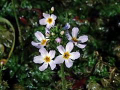 Žebratka bahenní (Hottonia palustris L.)