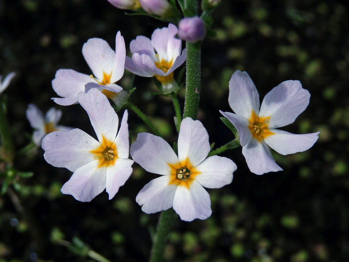 Žebratka bahenní (Hottonia palustris L.)