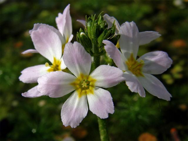 Žebratka bahenní (Hottonia palustris L.)