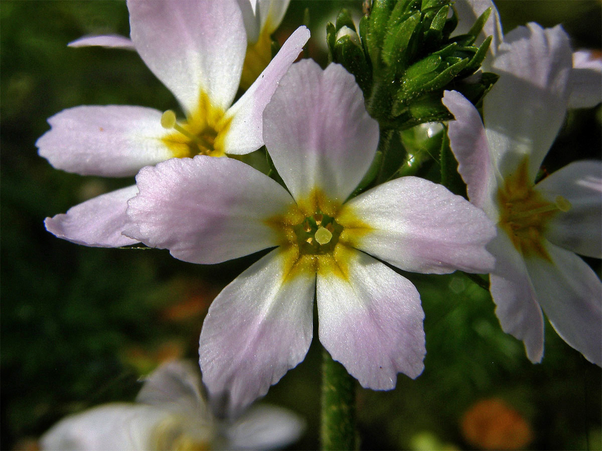 Žebratka bahenní (Hottonia palustris L.)