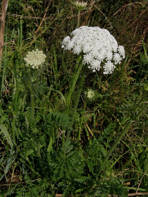 Mrkev obecná (Daucus carota L.)