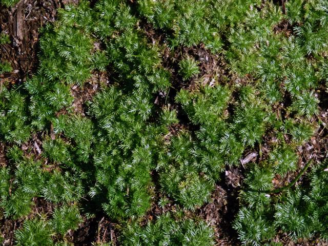 Žebratka bahenní (Hottonia palustris L.)