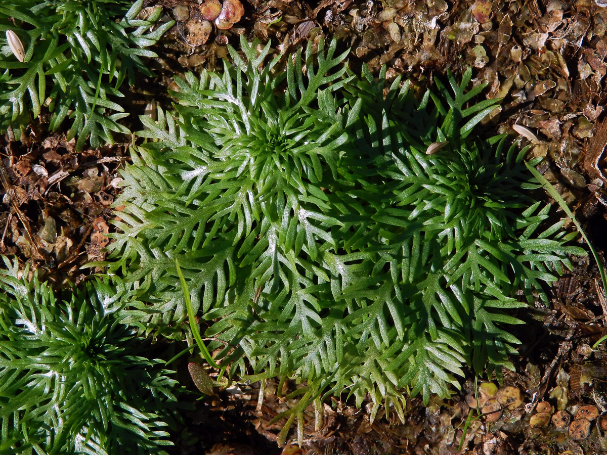 Žebratka bahenní (Hottonia palustris L.)