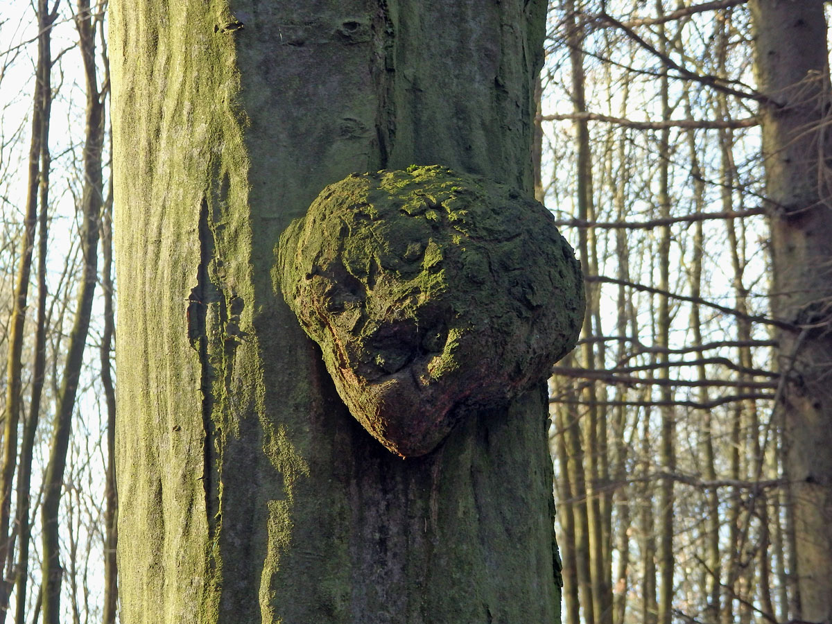 Nádor na habru obecném (Carpinus betulus L.) (29a)