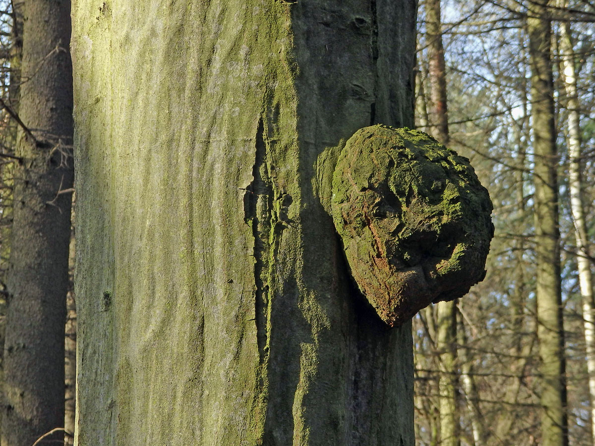 Nádor na habru obecném (Carpinus betulus L.) (29b)