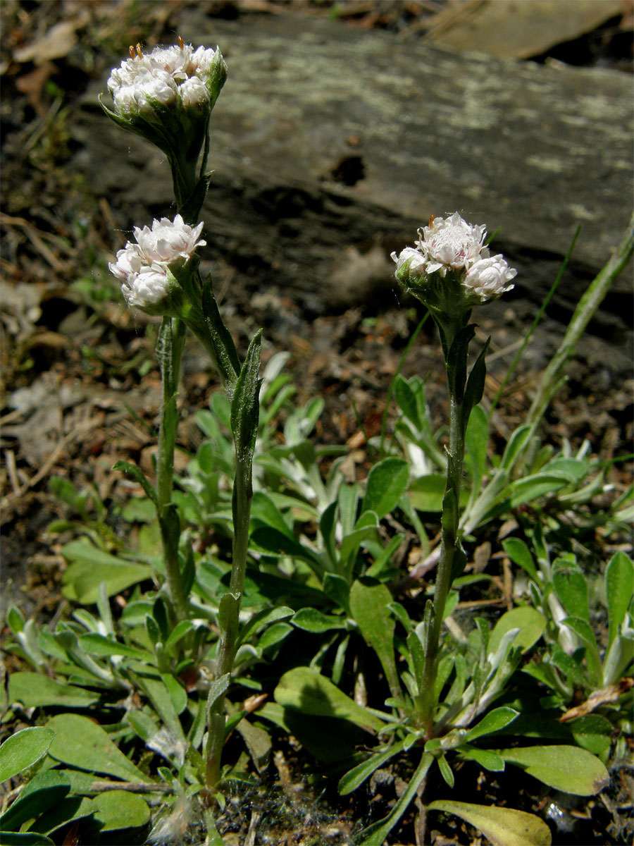 Kociánek dvoudomý (Antennaria dioica (L.) Gaertn.)