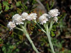 Kociánek dvoudomý (Antennaria dioica (L.) Gaertn.)