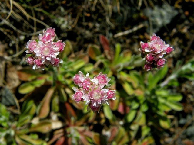 Kociánek dvoudomý (Antennaria dioica (L.) Gaertn.)