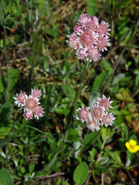 Kociánek dvoudomý (Antennaria dioica (L.) Gaertn.)