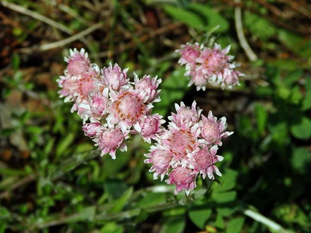 Kociánek dvoudomý (Antennaria dioica (L.) Gaertn.)