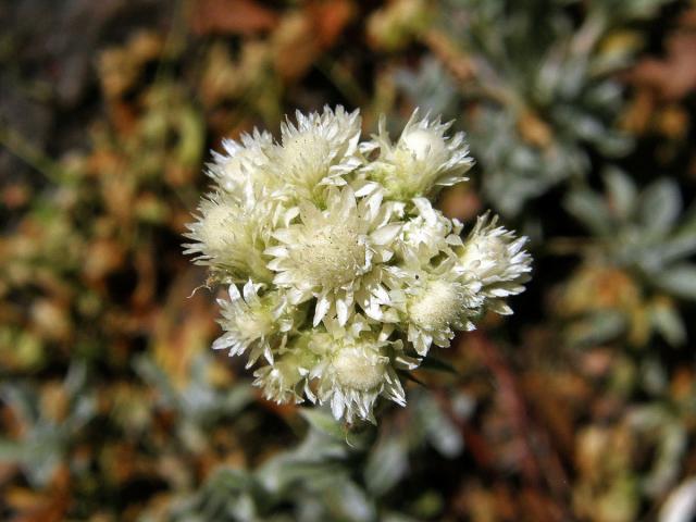 Kociánek dvoudomý (Antennaria dioica (L.) Gaertn.)