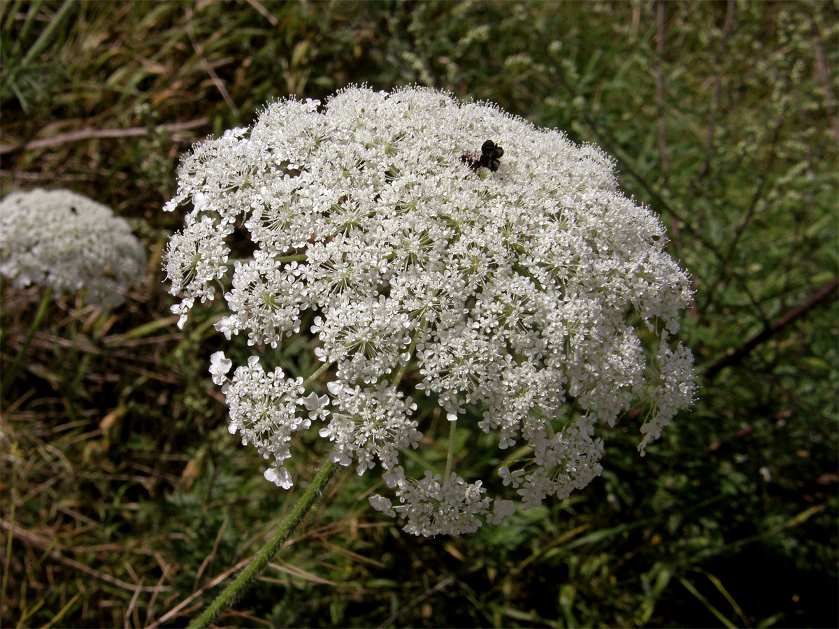 Mrkev obecná (Daucus carota L.)