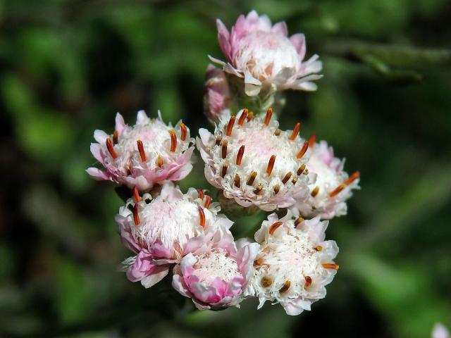 Kociánek dvoudomý (Antennaria dioica (L.) Gaertn.)