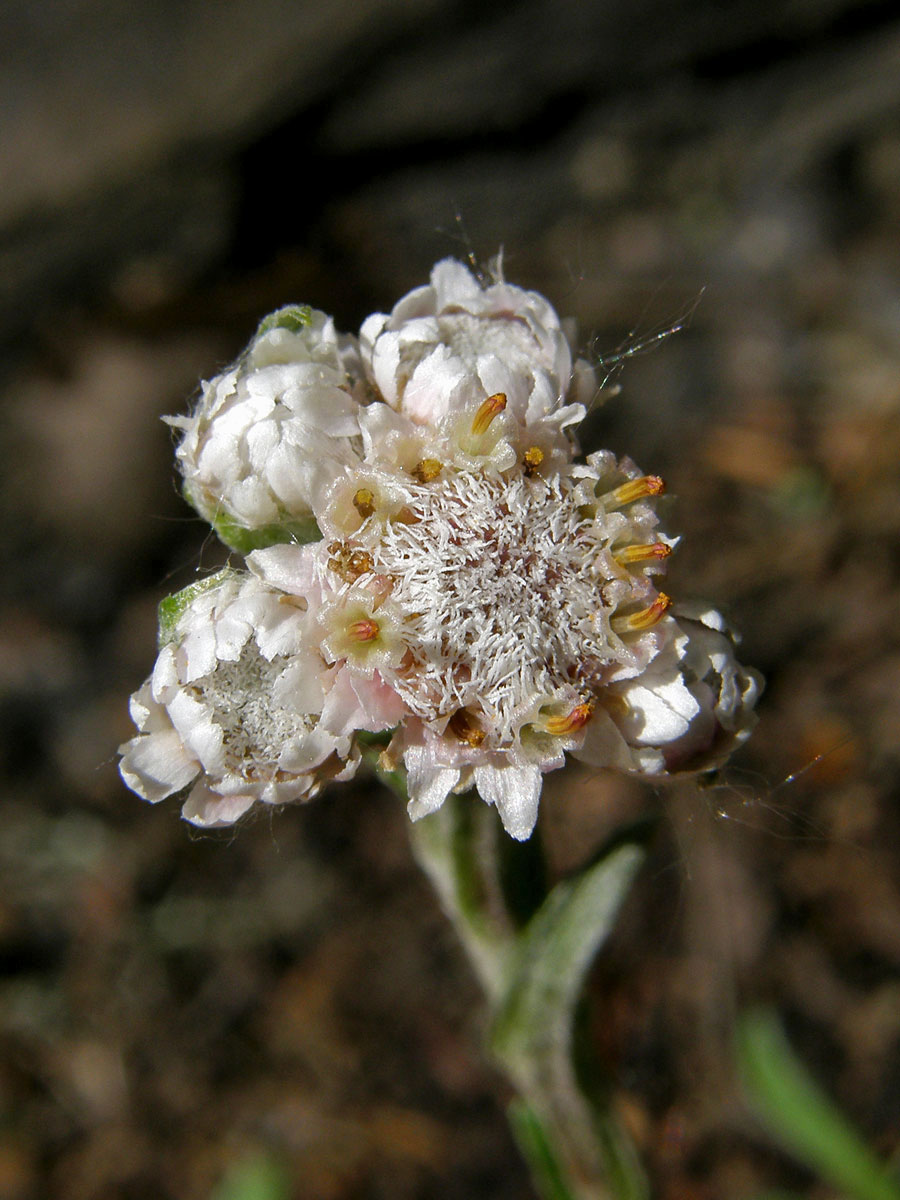 Kociánek dvoudomý (Antennaria dioica (L.) Gaertn.)