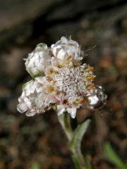 Kociánek dvoudomý (Antennaria dioica (L.) Gaertn.)