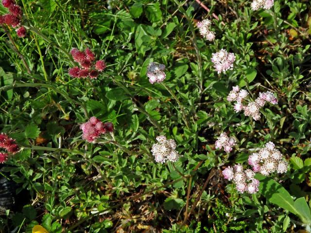 Kociánek dvoudomý (Antennaria dioica (L.) Gaertn.)