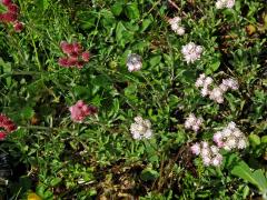 Kociánek dvoudomý (Antennaria dioica (L.) Gaertn.)