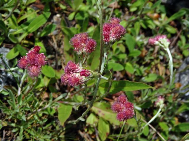 Kociánek dvoudomý (Antennaria dioica (L.) Gaertn.)