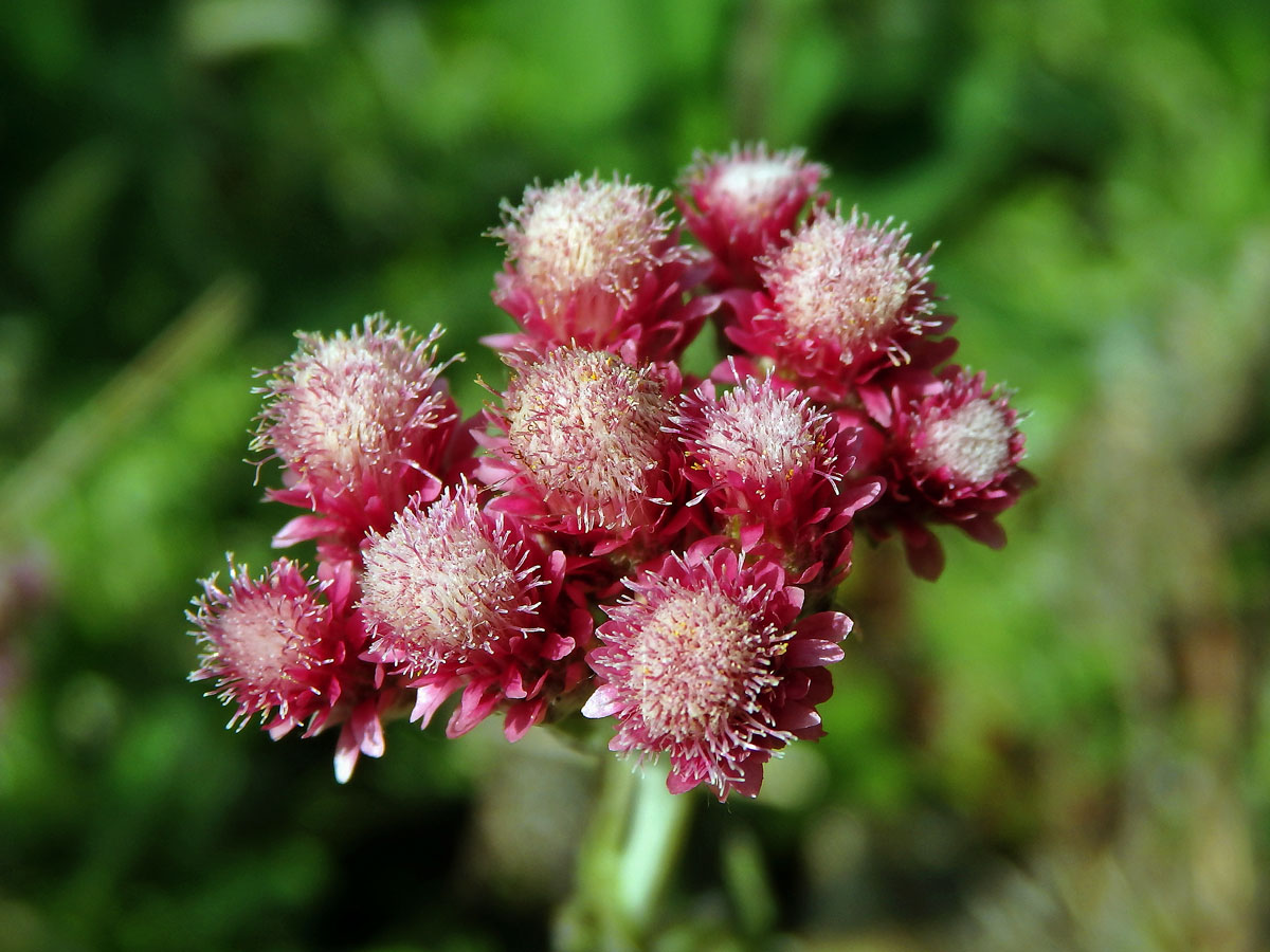 Kociánek dvoudomý (Antennaria dioica (L.) Gaertn.)