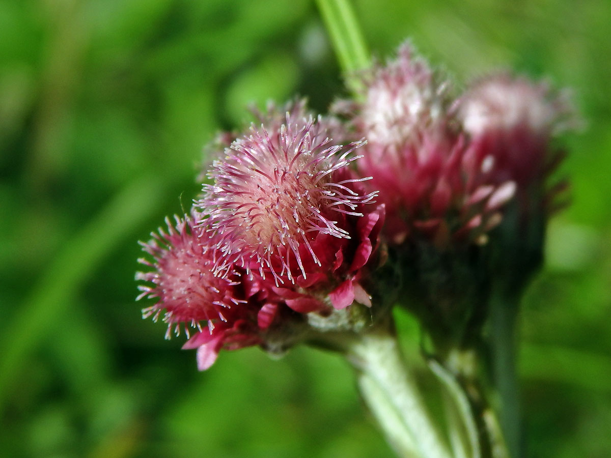 Kociánek dvoudomý (Antennaria dioica (L.) Gaertn.)