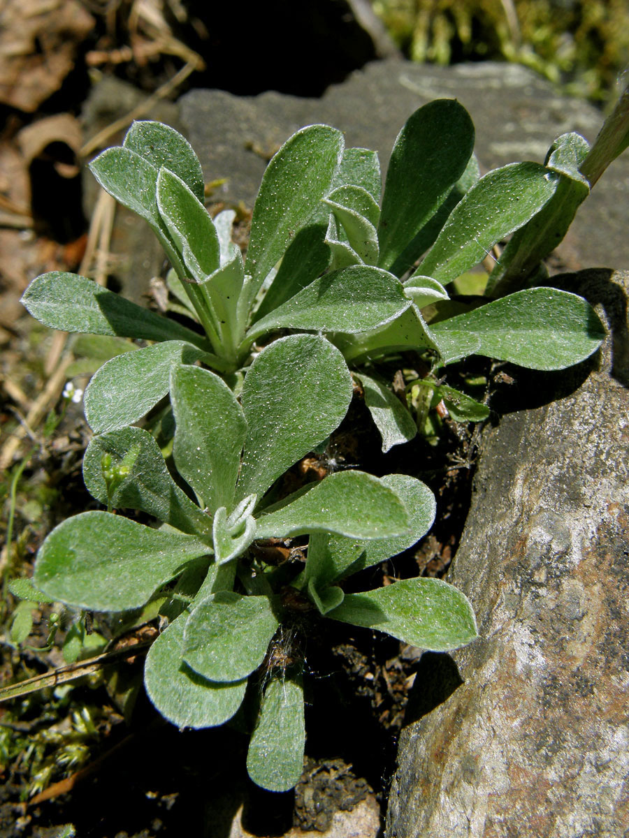 Kociánek dvoudomý (Antennaria dioica (L.) Gaertn.)