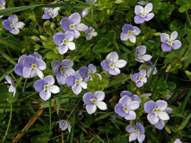 Rozrazil nitkovitý (Veronica filiformis Sm.)