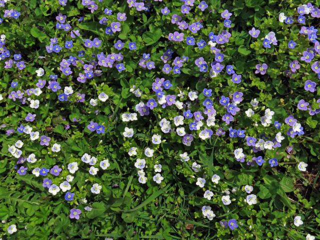 Rozrazil nitkovitý (Veronica filiformis Sm.)