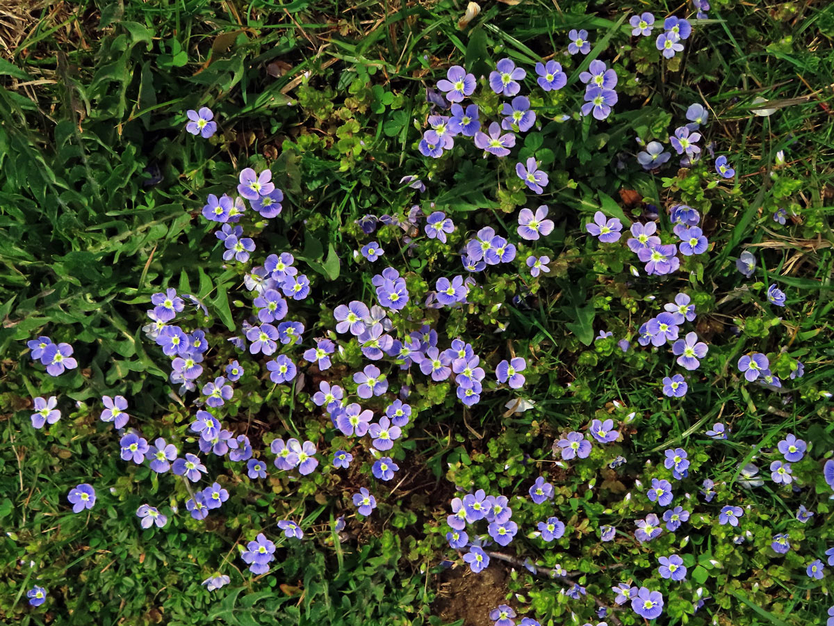 rozrazil_nitkovity3Rozrazil nitkovitý (Veronica filiformis Sm.)