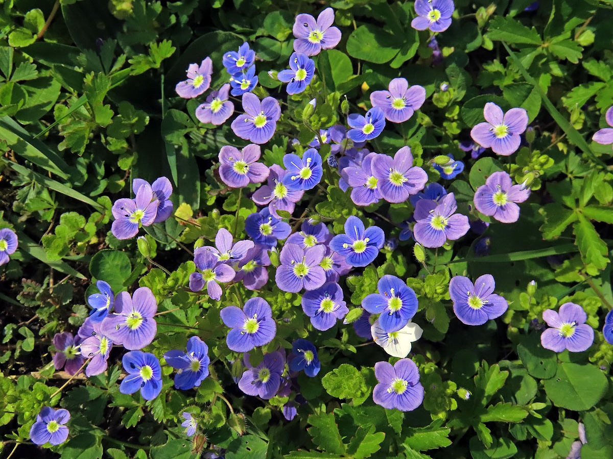 Rozrazil nitkovitý (Veronica filiformis Sm.)