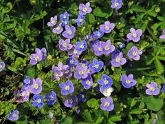 Rozrazil nitkovitý (Veronica filiformis Sm.)