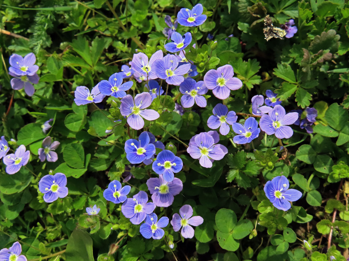 Rozrazil nitkovitý (Veronica filiformis Sm.)