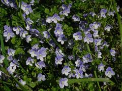 Rozrazil nitkovitý (Veronica filiformis Sm.)