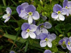 Rozrazil nitkovitý (Veronica filiformis Sm.)