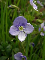 Rozrazil nitkovitý (Veronica filiformis Sm.)