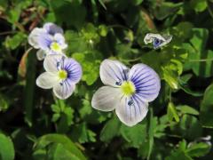 Rozrazil nitkovitý (Veronica filiformis Sm.)