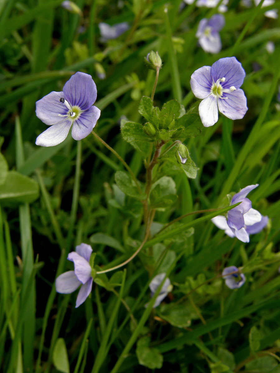 Rozrazil nitkovitý (Veronica filiformis Sm.)