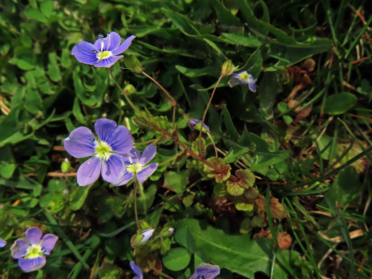 Rozrazil nitkovitý (Veronica filiformis Sm.)