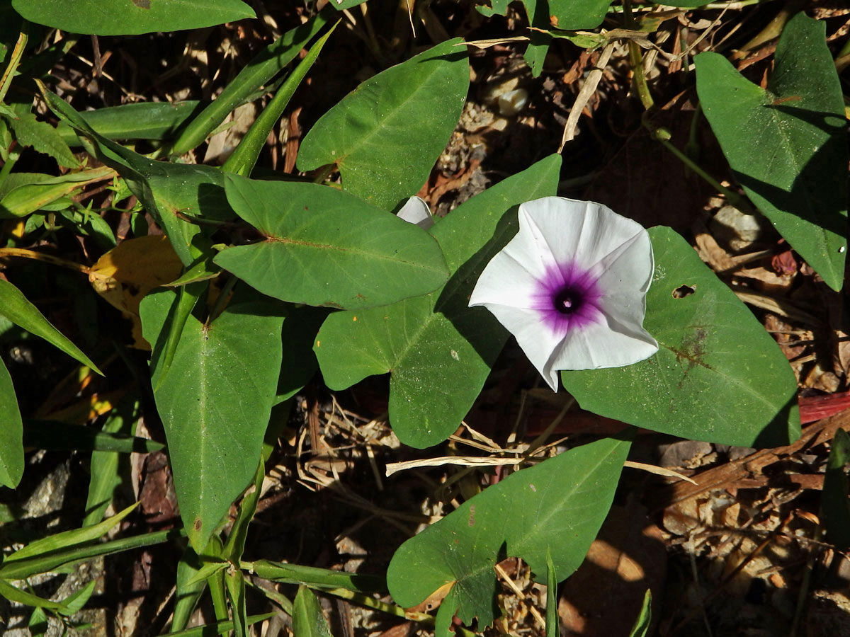 1_Svlačcovitá: Povijnice (Ipomoea)