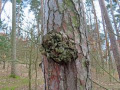 Tumor na borovici lesní (Pinus sylvestris L.) (48)