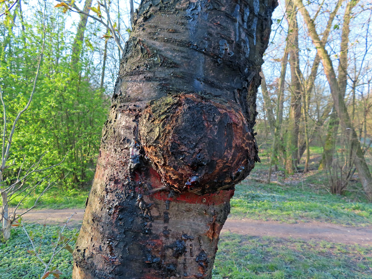 Třešeň ptačí (Prunus avium (L.) L.) (77) s nádorem na kmeni