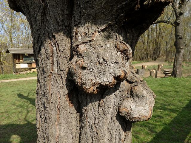 Třešeň ptačí (Prunus avium (L.) L.) (78a) s nádorem na kmeni