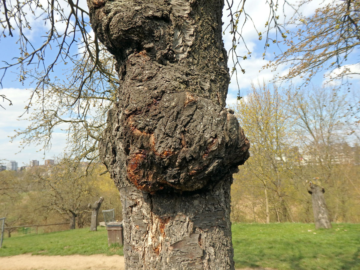 Třešeň ptačí (Prunus avium (L.) L.) (79) s nádorem na kmeni