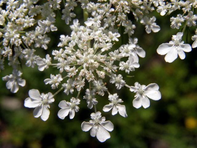 Mrkev obecná (Daucus carota L.)