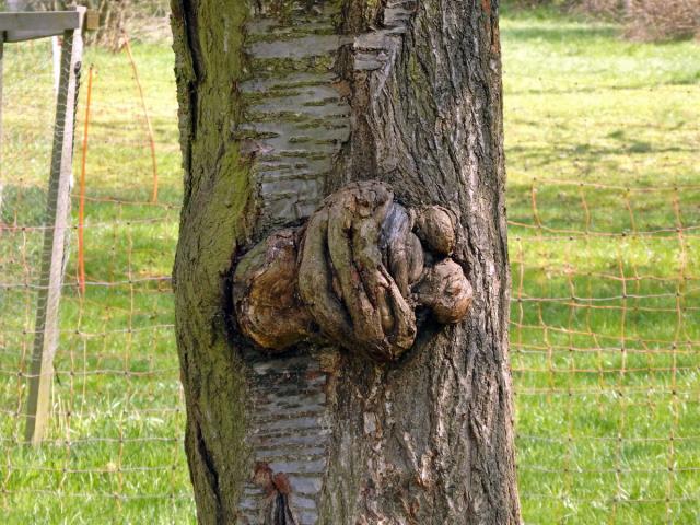 Třešeň ptačí (Prunus avium (L.) L.) (81) s nádorem na kmeni