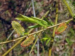 Vrba nachová (Salix purpurea L.)