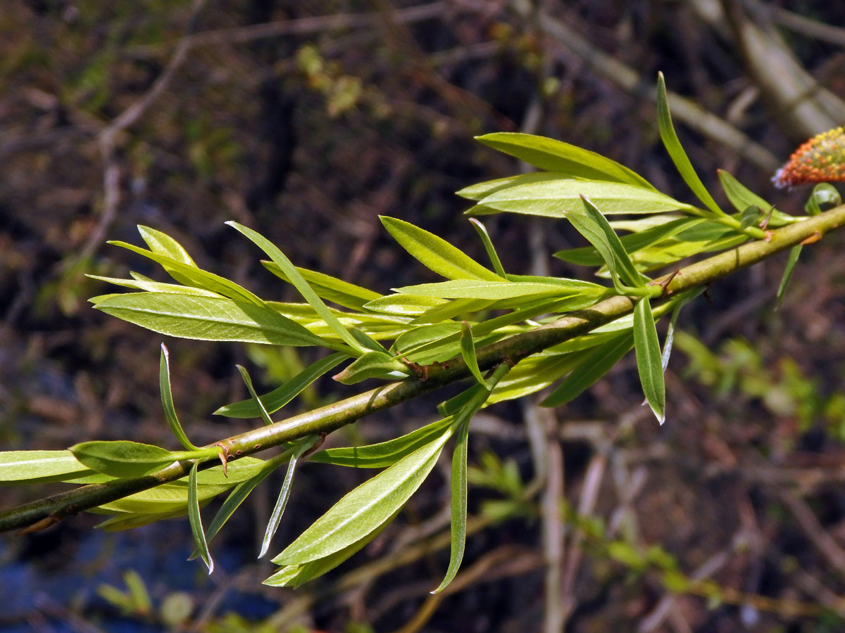 Vrba nachová (Salix purpurea L.)