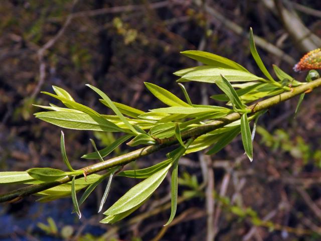 Vrba nachová (Salix purpurea L.)