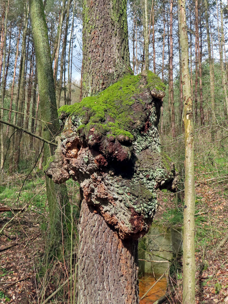 Tumor na olši lepkavé (Alnus glutinosa (L.) Gaertn.) (1d)