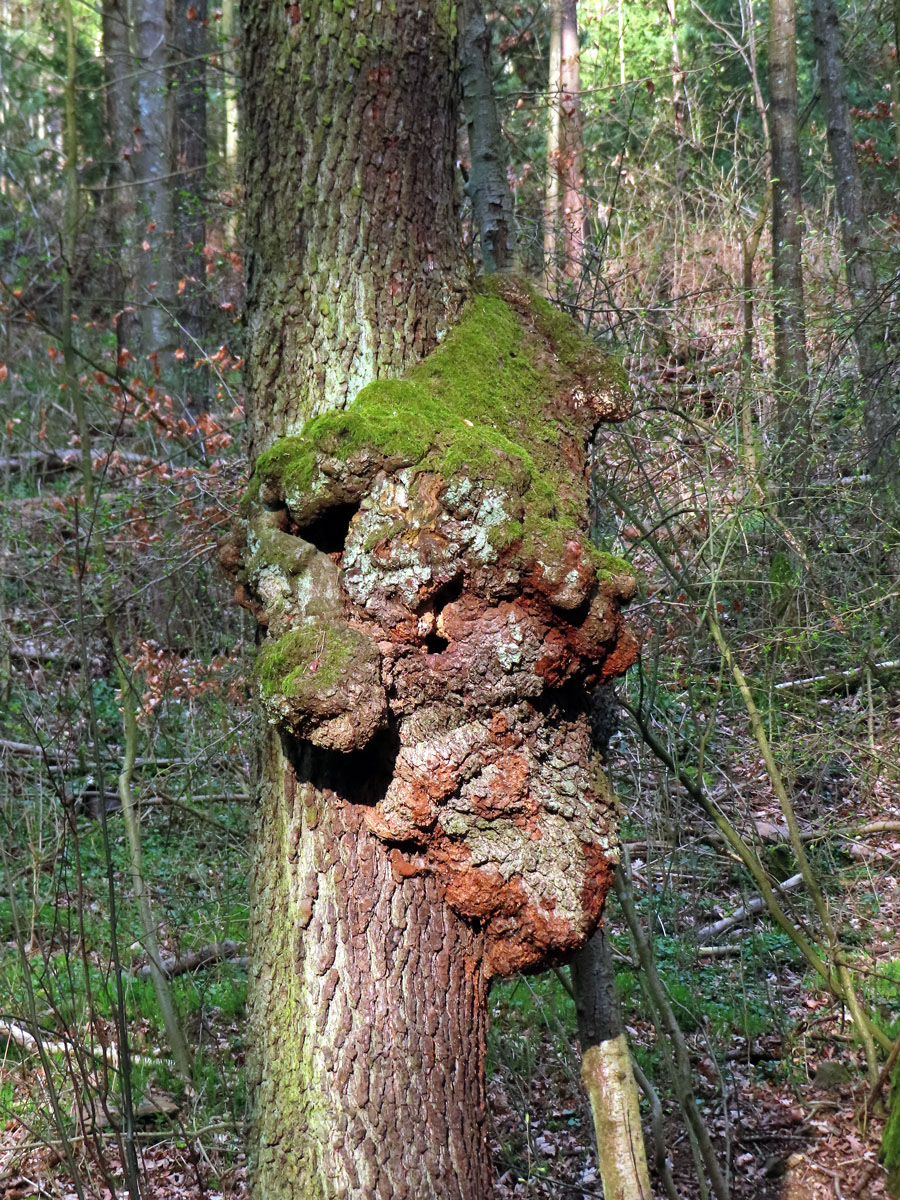 Tumor na olši lepkavé (Alnus glutinosa (L.) Gaertn.) (1e)